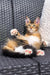 Tabby cat relaxing on a wicker chair, perfect Maine Coon kitten vibes