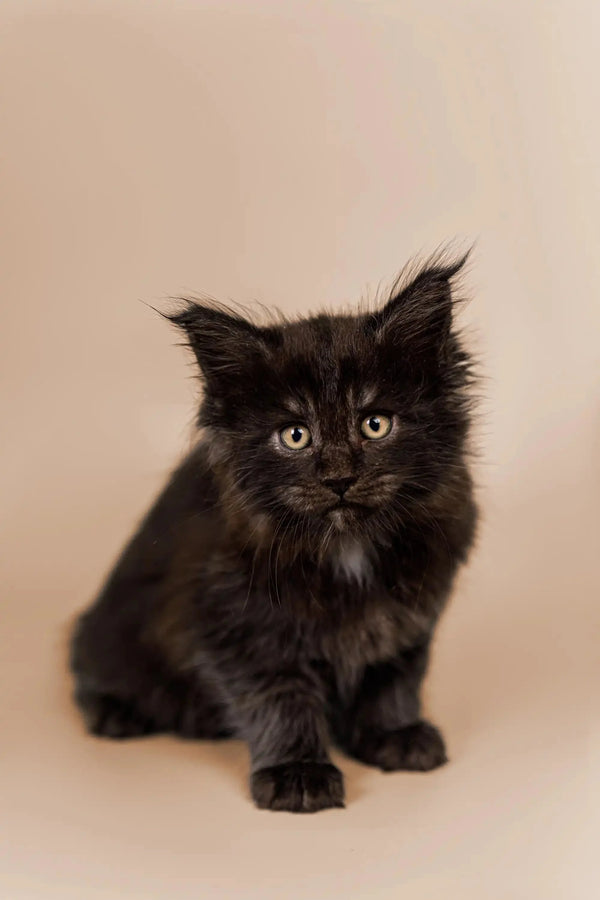 Fluffy black Maine Coon kitten Benedict with bright eyes and tufted ears