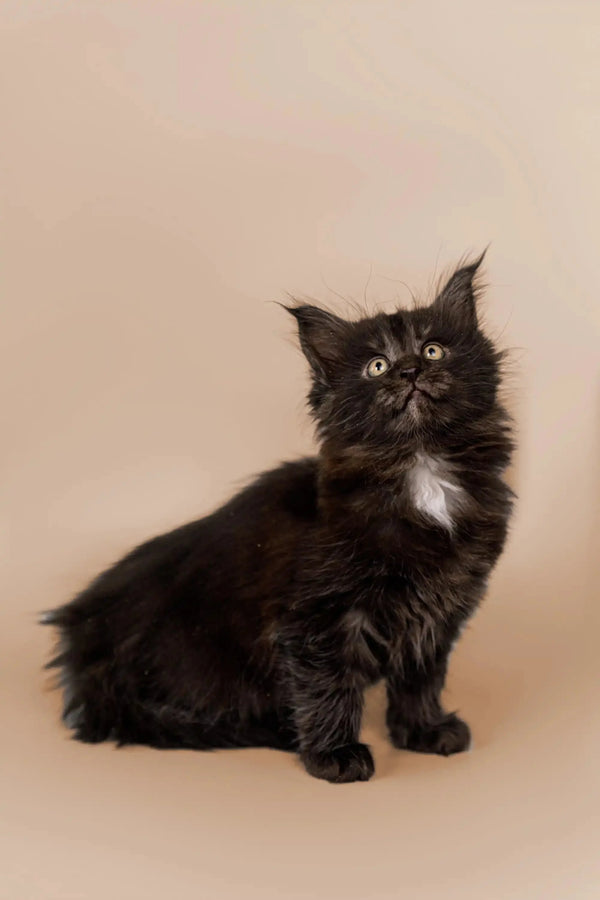 Fluffy Maine Coon kitten Benedict sitting upright with cute white chest markings