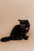 Fluffy black Maine Coon kitten Benedict with a white chest patch on a plain backdrop