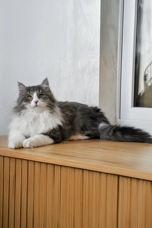 Benedict | siberian kitten