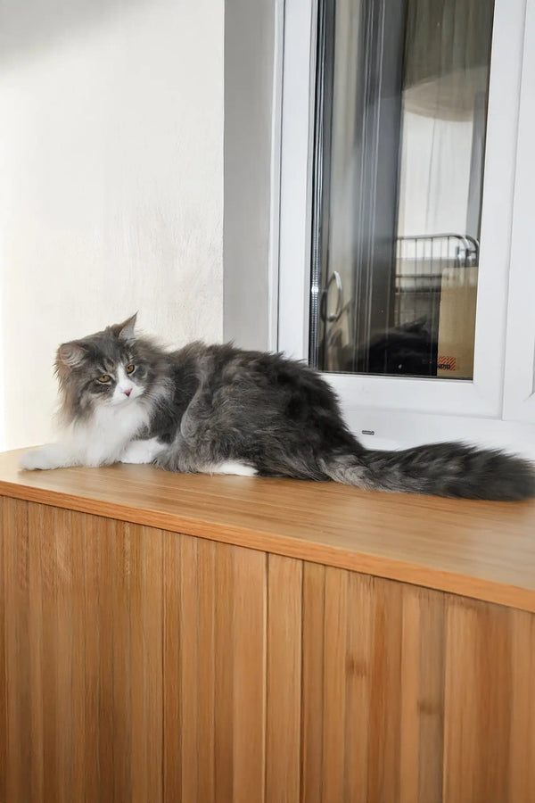 Benedict | siberian kitten