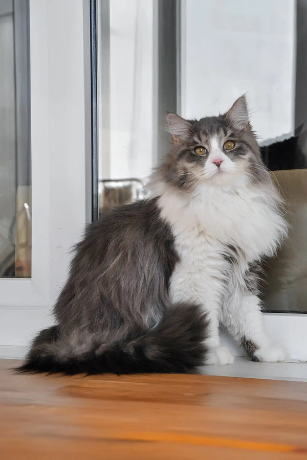 Benedict | siberian kitten