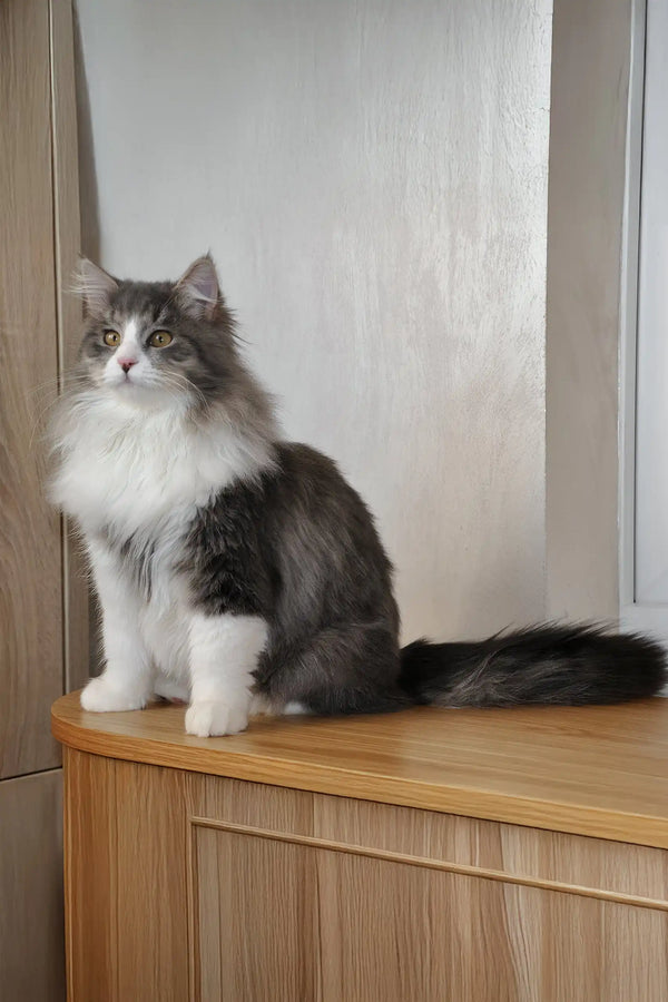 Benedict | siberian kitten