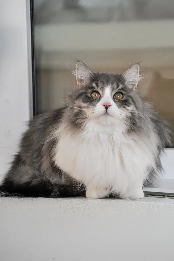 Benedict | siberian kitten