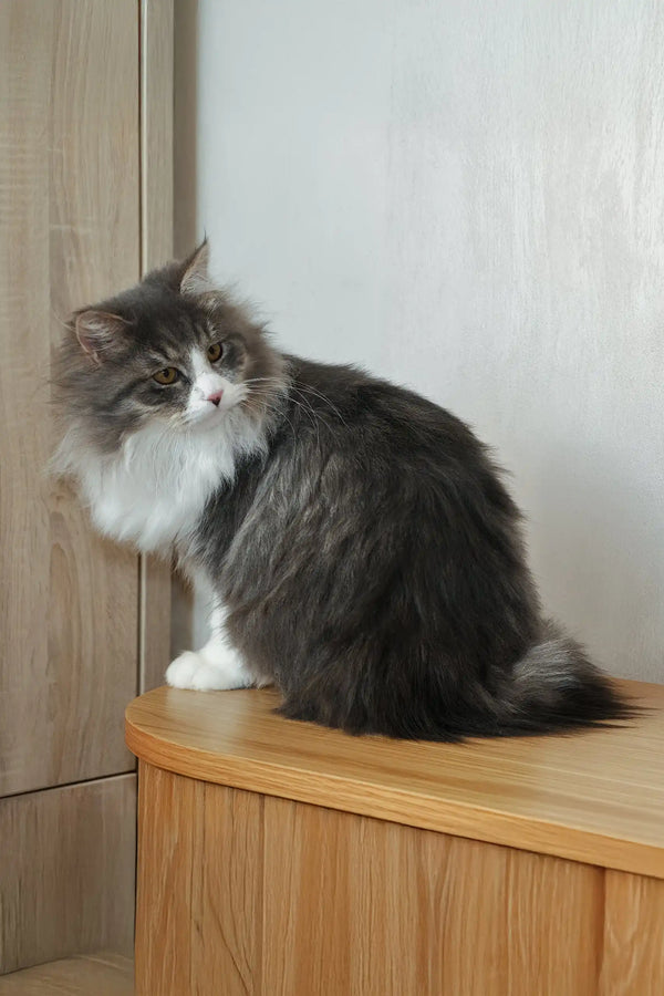 Benedict | siberian kitten