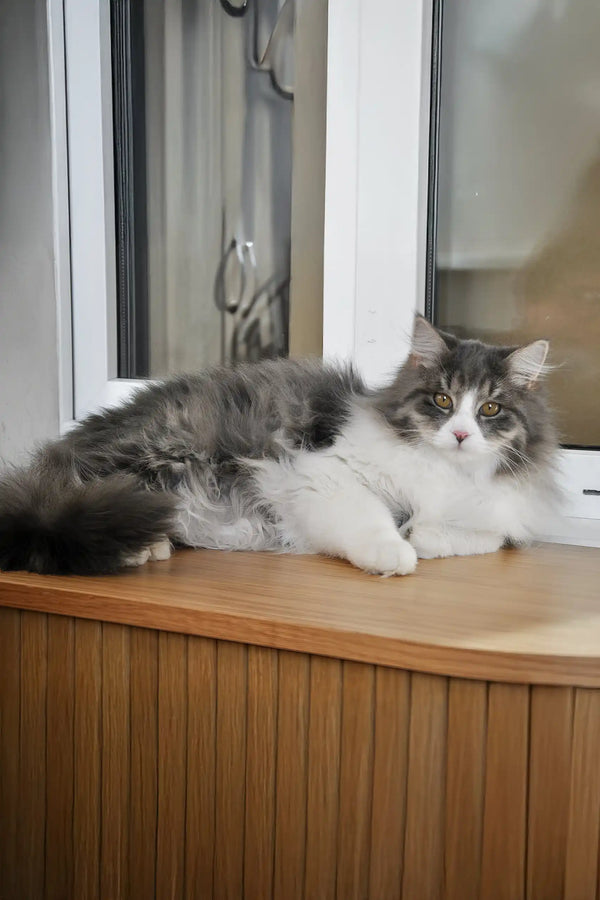 Benedict | siberian kitten