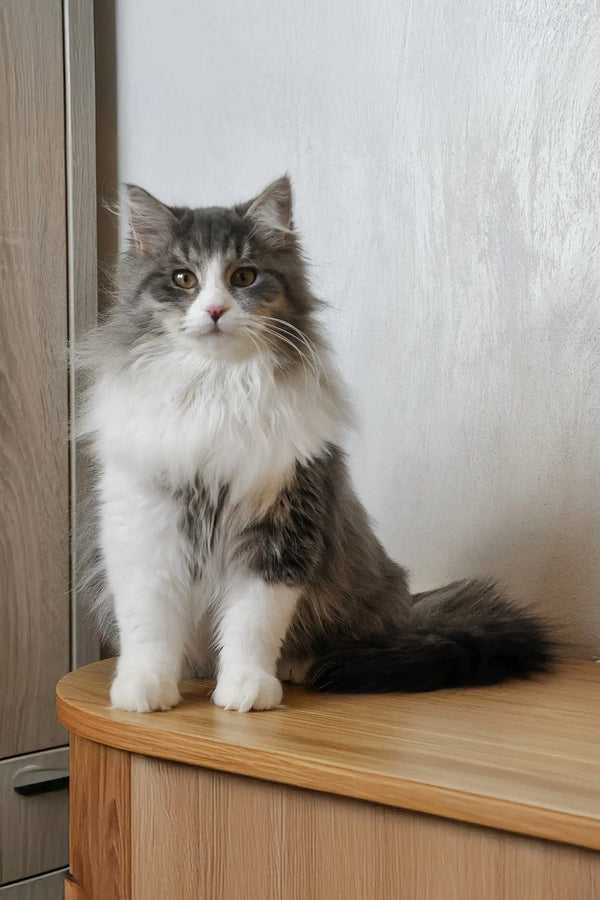 Benedict | siberian kitten