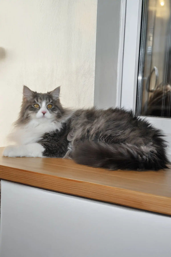 Benedict | siberian kitten