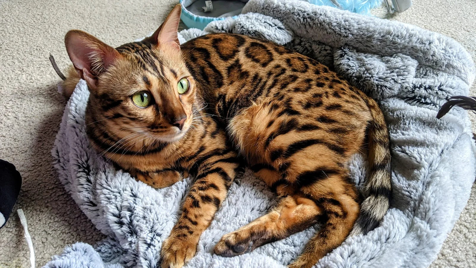 bengal cats characteristics