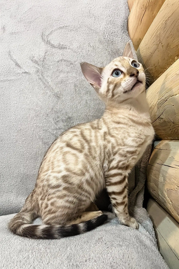 Cute Bengal kitten named Benjamin with blue eyes and unique tabby markings