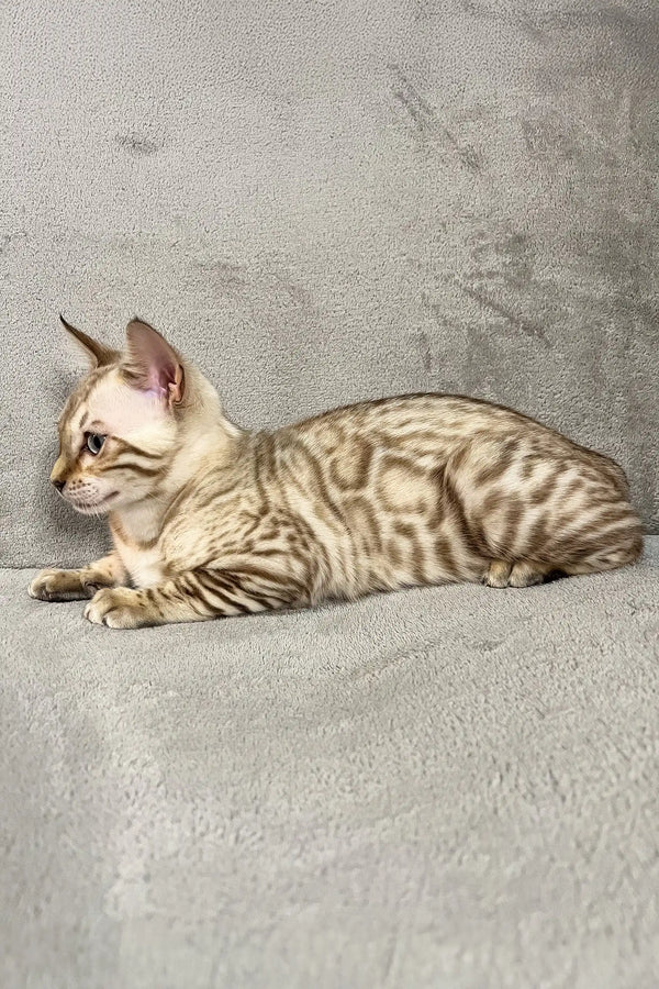 Adorable Bengal cat with unique spots and stripes relaxing in Benjamin the Bengal Kitten
