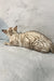 Striped grey cat lounging on its side, perfect for Benjamin the Bengal Kitten product