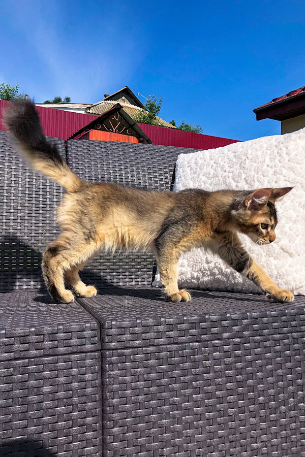 Cat walking on woven outdoor furniture next to a Golden Maine Coon named Benjamin
