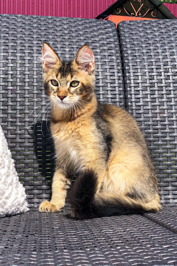 Tabby kitten sitting alert on a gray chair next to a Golden Maine Coon