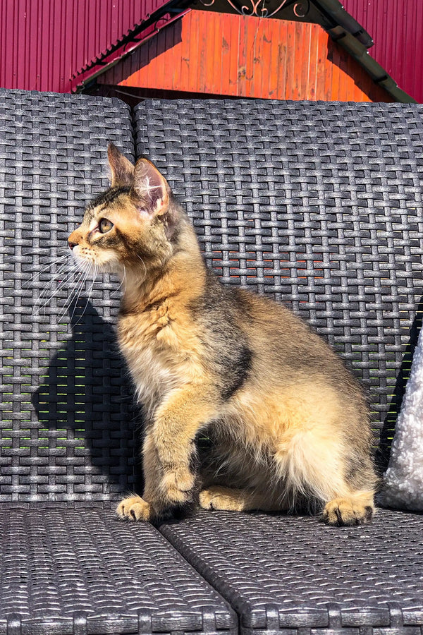 Fluffy Golden Maine Coon kitten sitting on a cool gray woven surface