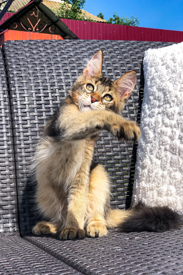 Fluffy tabby kitten on a wicker chair, showcasing the charm of a Golden Maine Coon