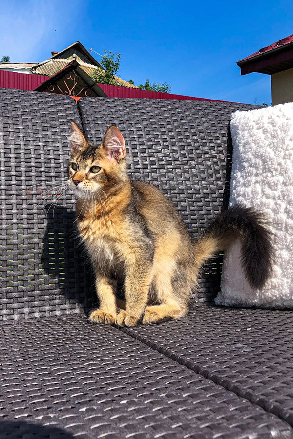 Fluffy tabby kitten chilling on woven furniture beside a Golden Maine Coon