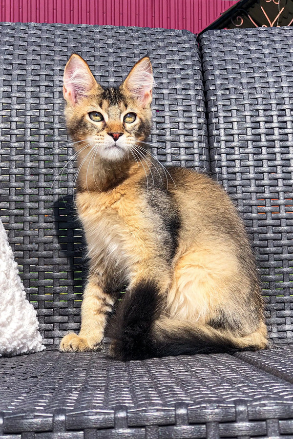 Attentive young Golden Maine Coon cat with tabby markings on wicker furniture