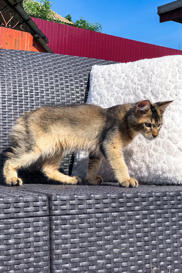Cat strolling on a gray woven outdoor sofa, showcasing a Golden Maine Coon vibe