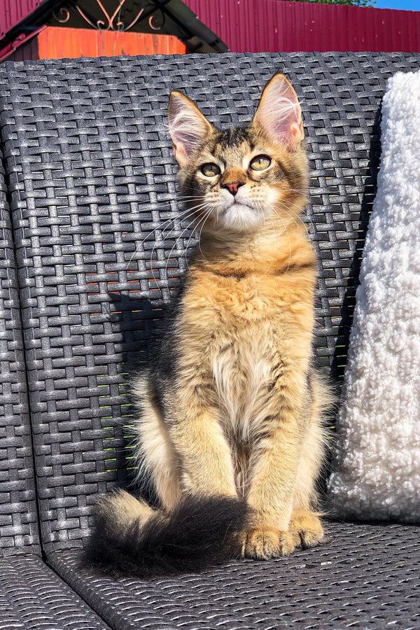 Tabby kitten sitting upright on a wicker chair next to a Golden Maine Coon