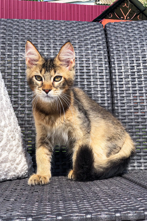 Tabby kitten on a gray chair, featuring a Golden Maine Coon vibe