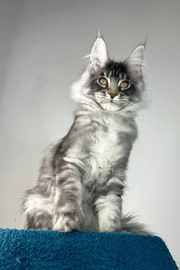 Benjamin | maine coon kitten