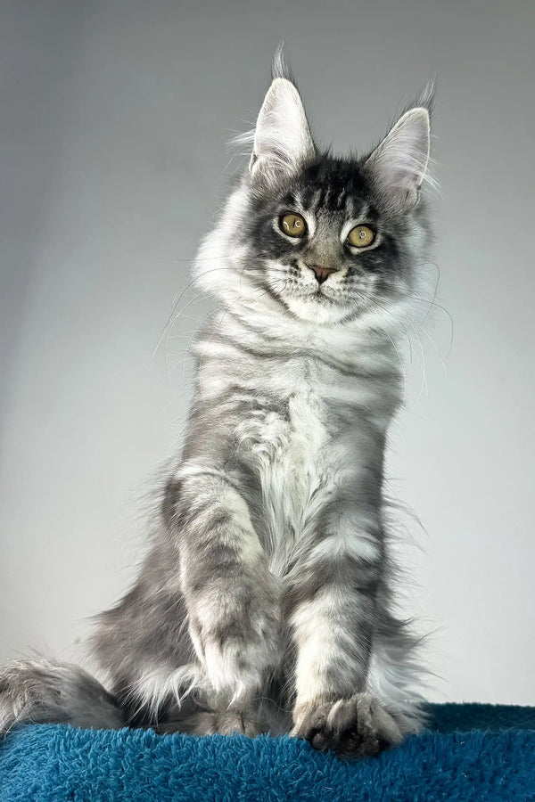 Benjamin | maine coon kitten