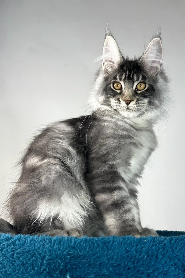 Benjamin | maine coon kitten