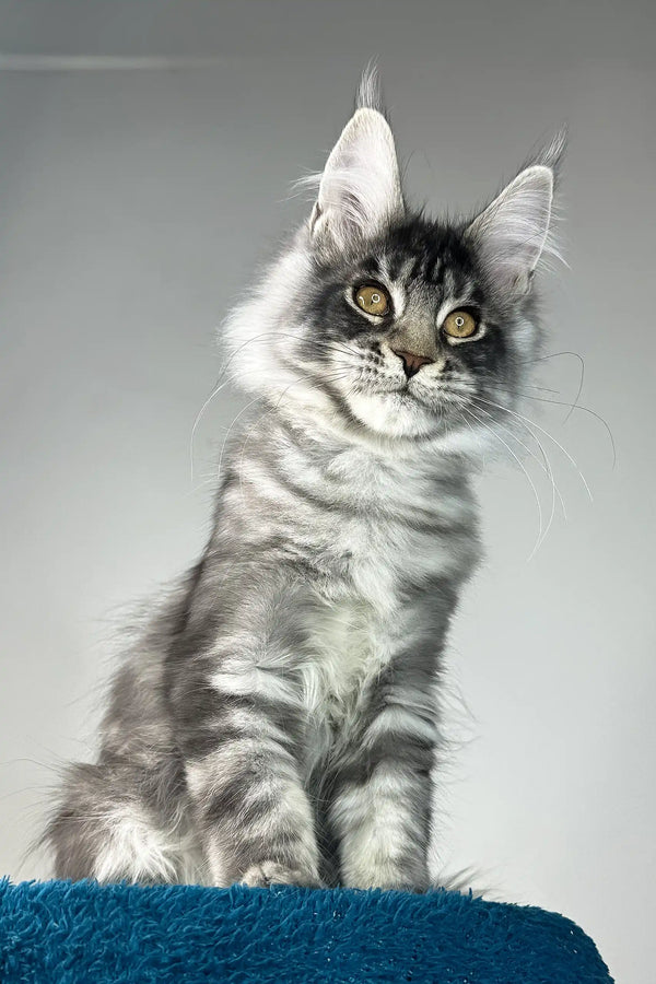 Benjamin | maine coon kitten
