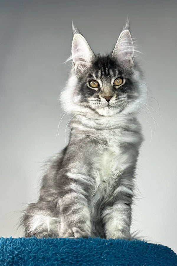 Benjamin | maine coon kitten