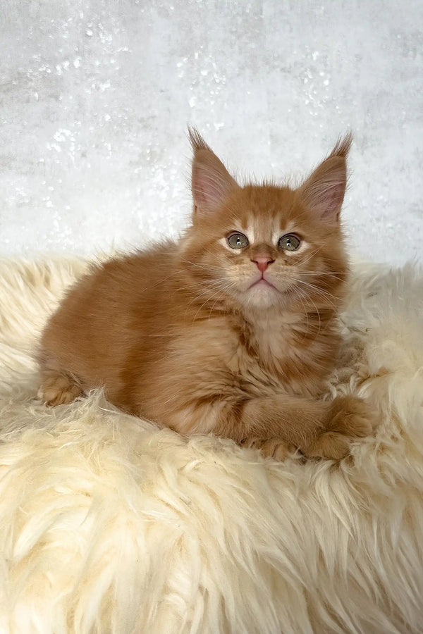 Benji | maine coon kitten