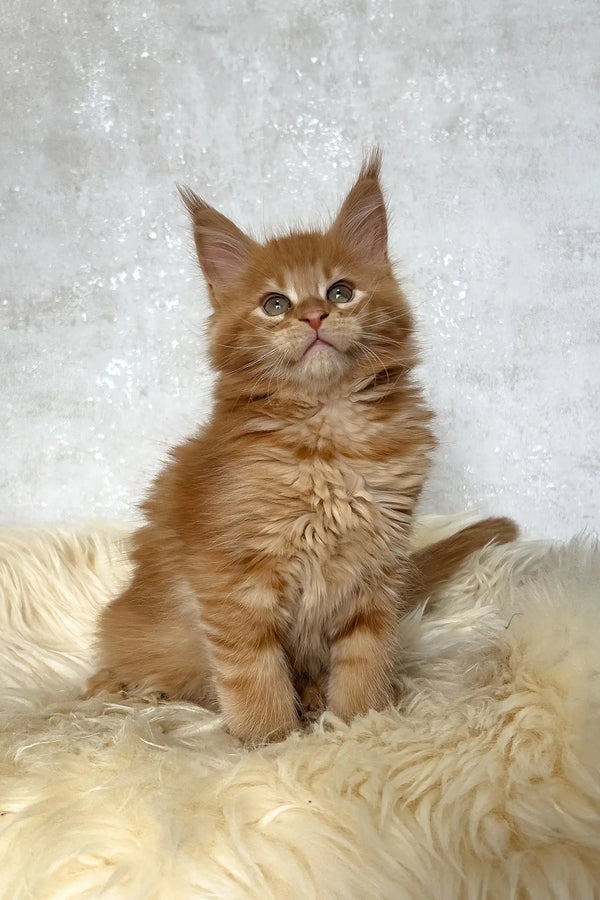Benji | maine coon kitten