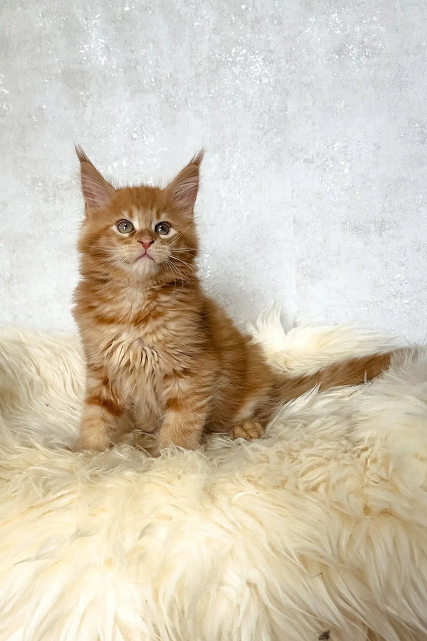 Benji | maine coon kitten