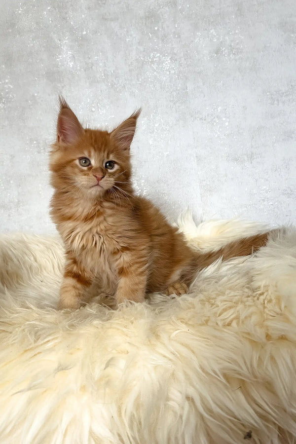Benji | maine coon kitten