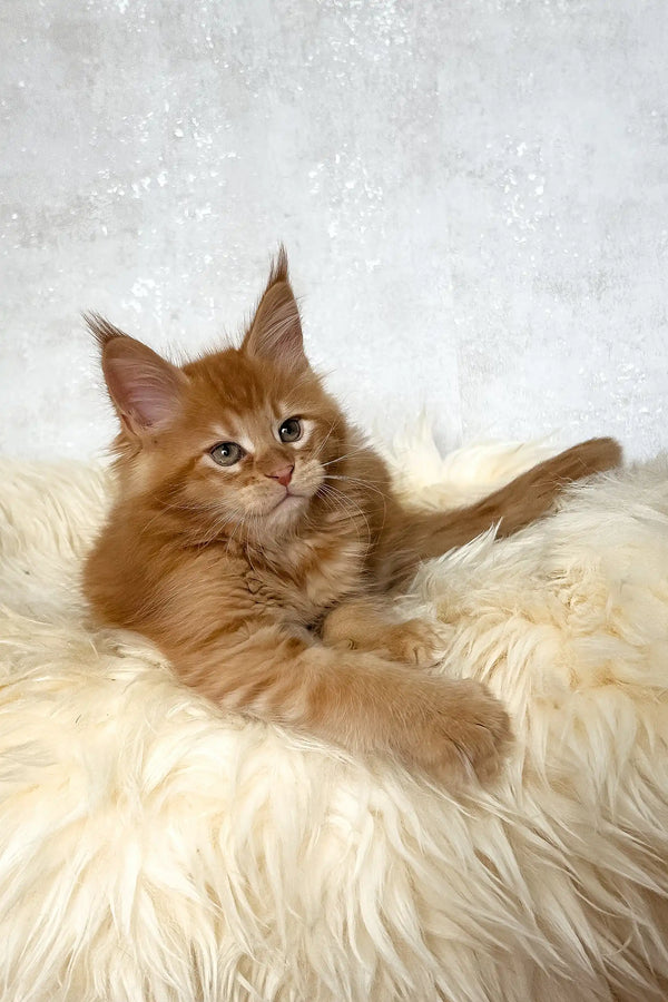 Benji | maine coon kitten