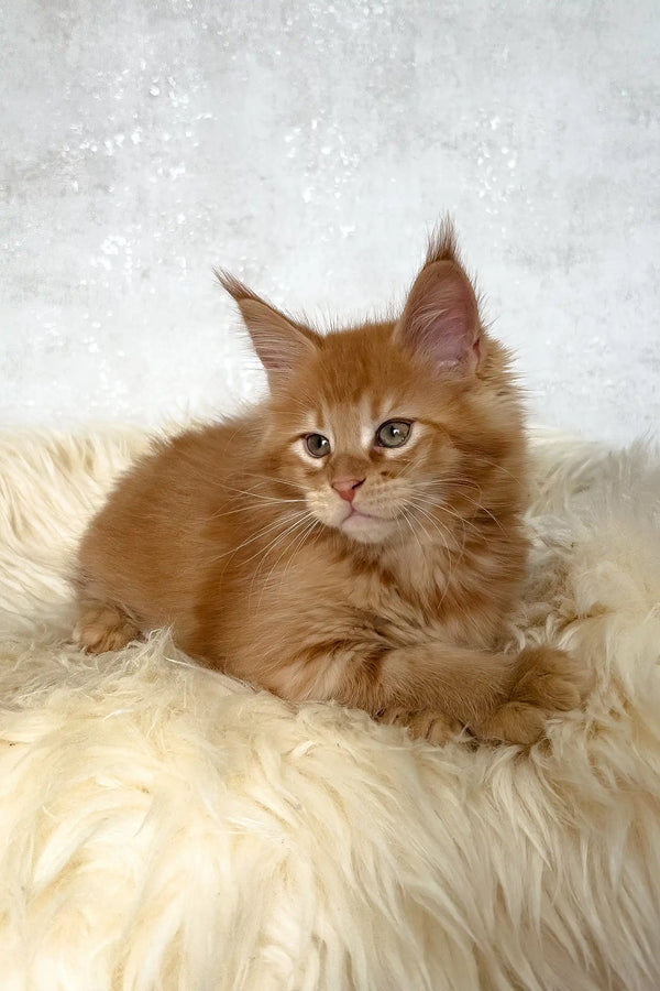 Benji | maine coon kitten