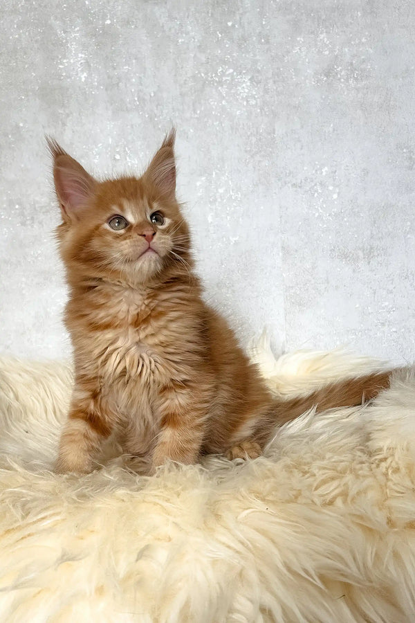 Benji | maine coon kitten