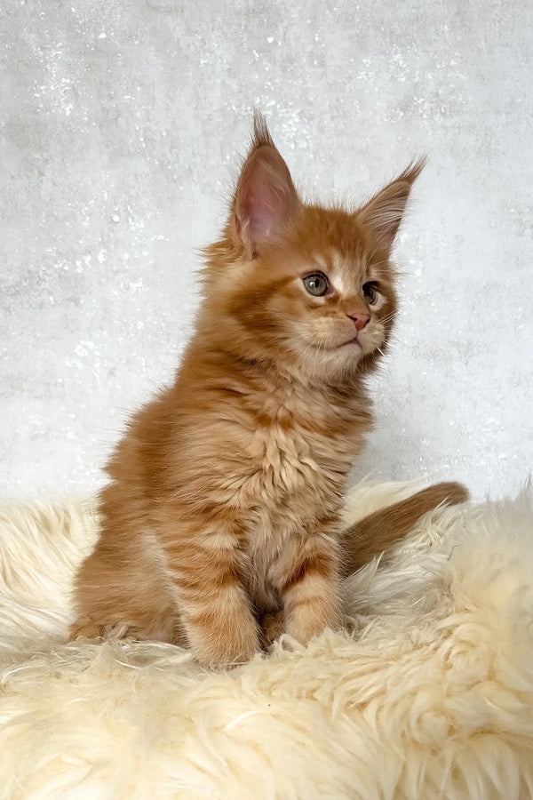 Benji | maine coon kitten