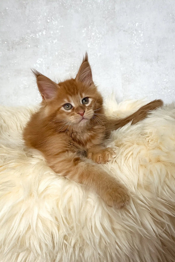 Benji | maine coon kitten