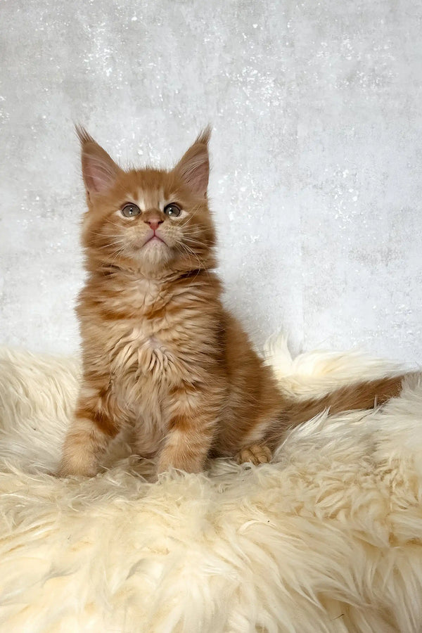 Benji | maine coon kitten