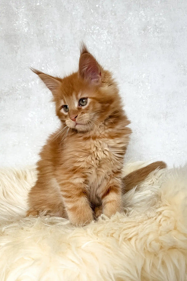 Benji | maine coon kitten