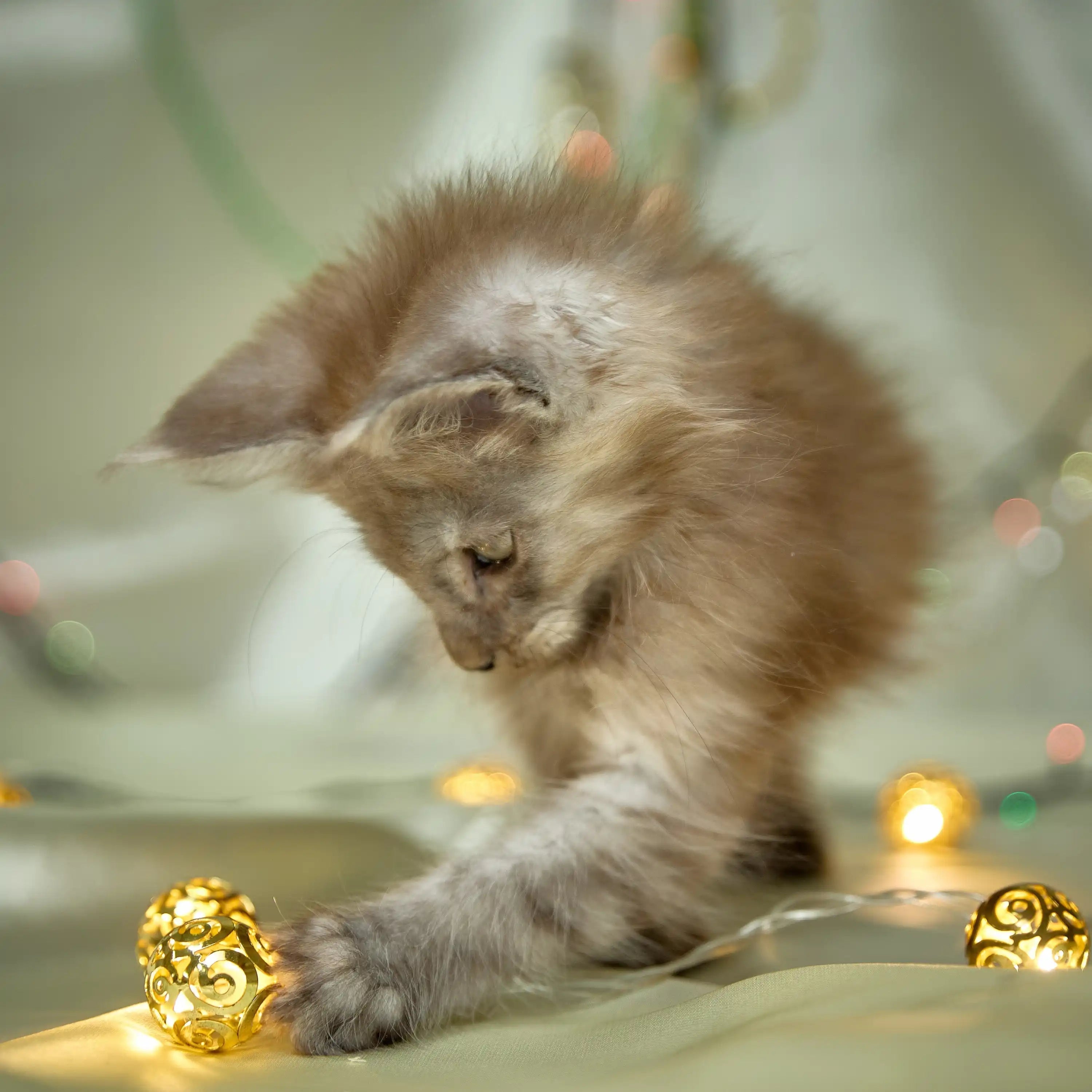 Maine Coon Kittens for Sale | Cats For Benn | Kitten