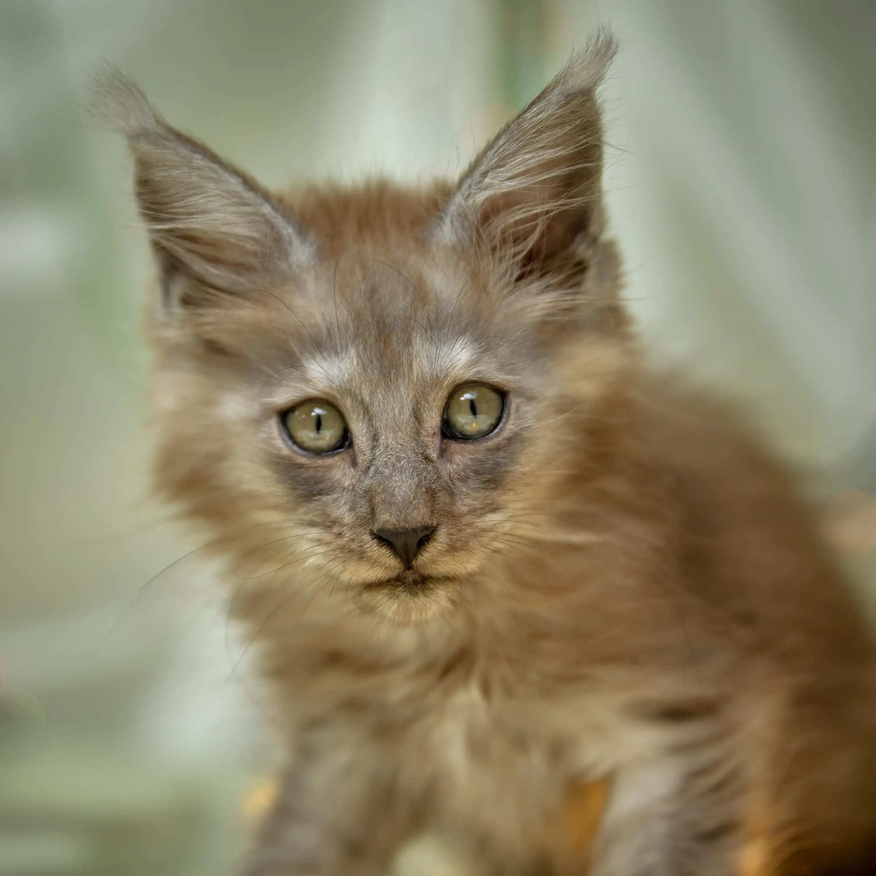 Maine Coon Kittens for Sale Benn | Kitten