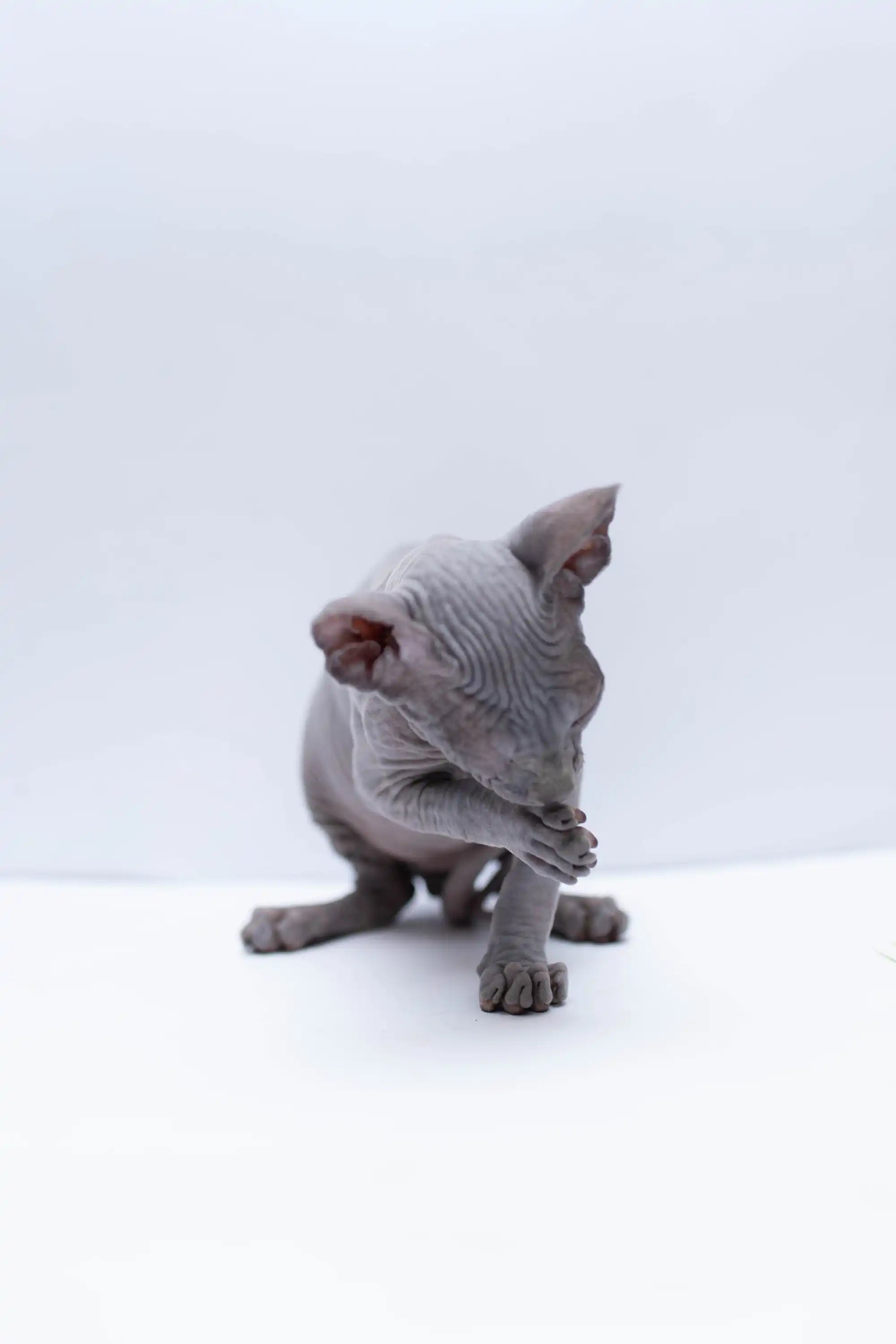 Hairless Sphynx Cats & Kittens for Sale Bennett | Kitten