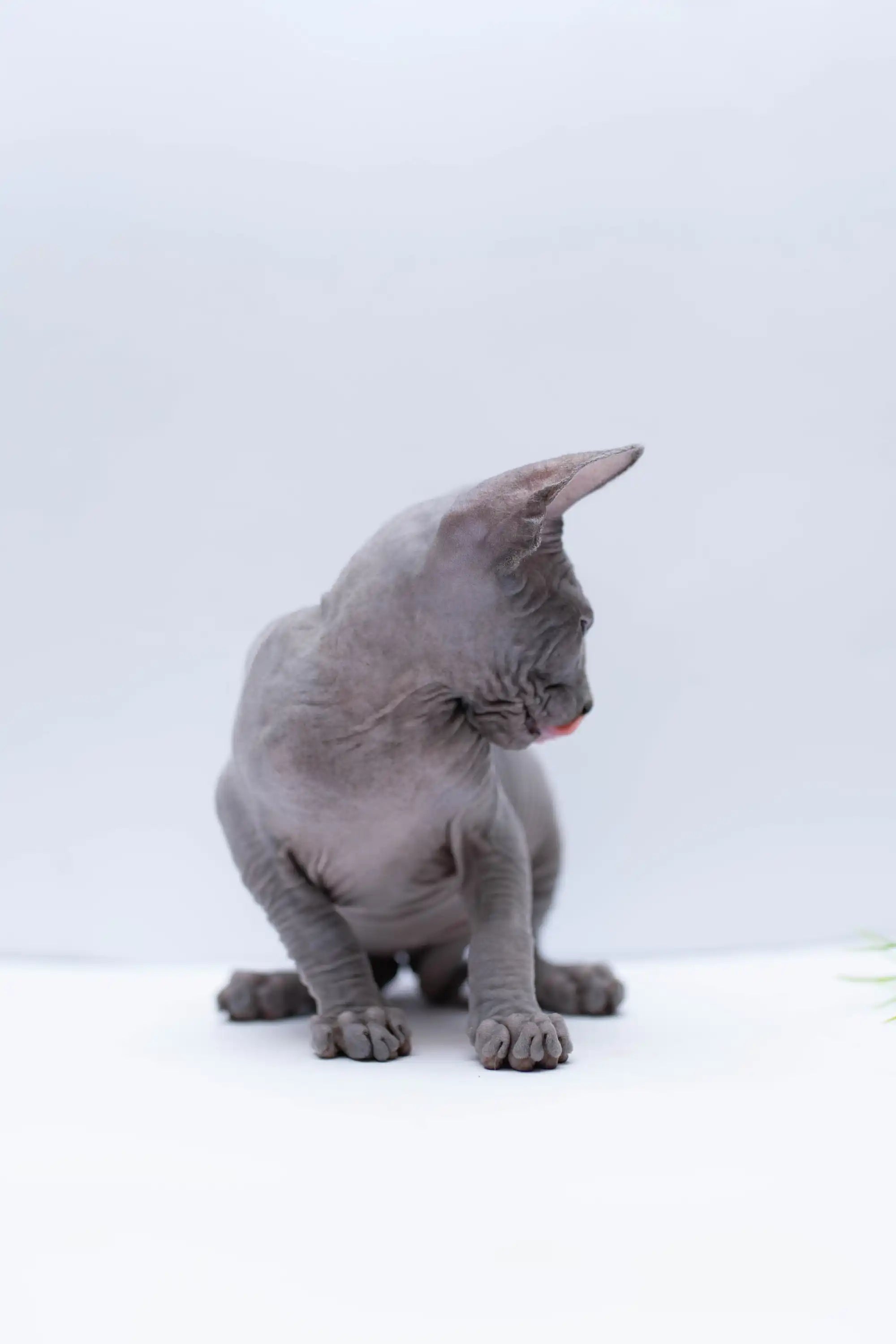 Hairless Sphynx Cats & Kittens for Sale Bennett | Kitten