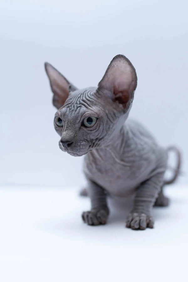 Hairless Sphynx Cats & Kittens for Sale Bennett | Kitten