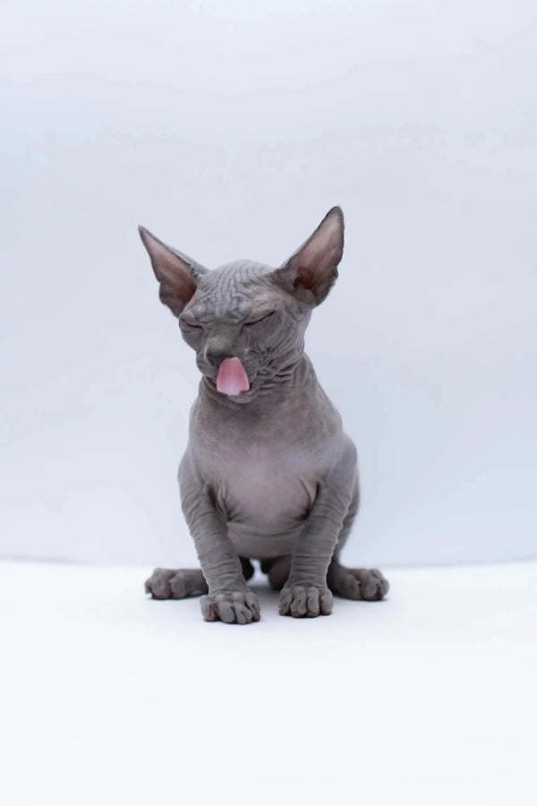 Hairless Sphynx Cats & Kittens for Sale Bennett | Kitten