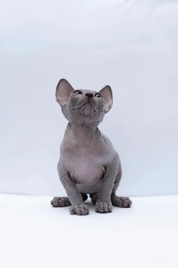 Hairless Sphynx Cats & Kittens for Sale Bennett | Kitten