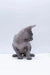 Gray Sphynx kitten sitting and looking down, showcasing its adorable features